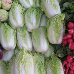 Napa Cabbage