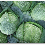 FB savoy cabbage